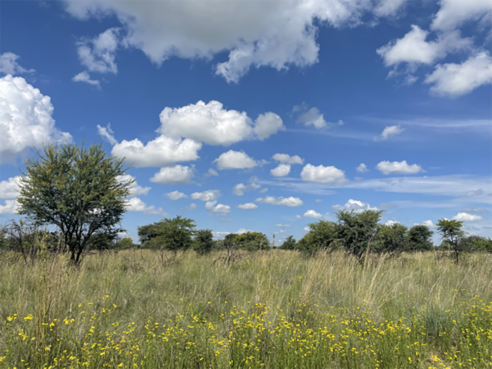 A photo of a field, trees and blue skies