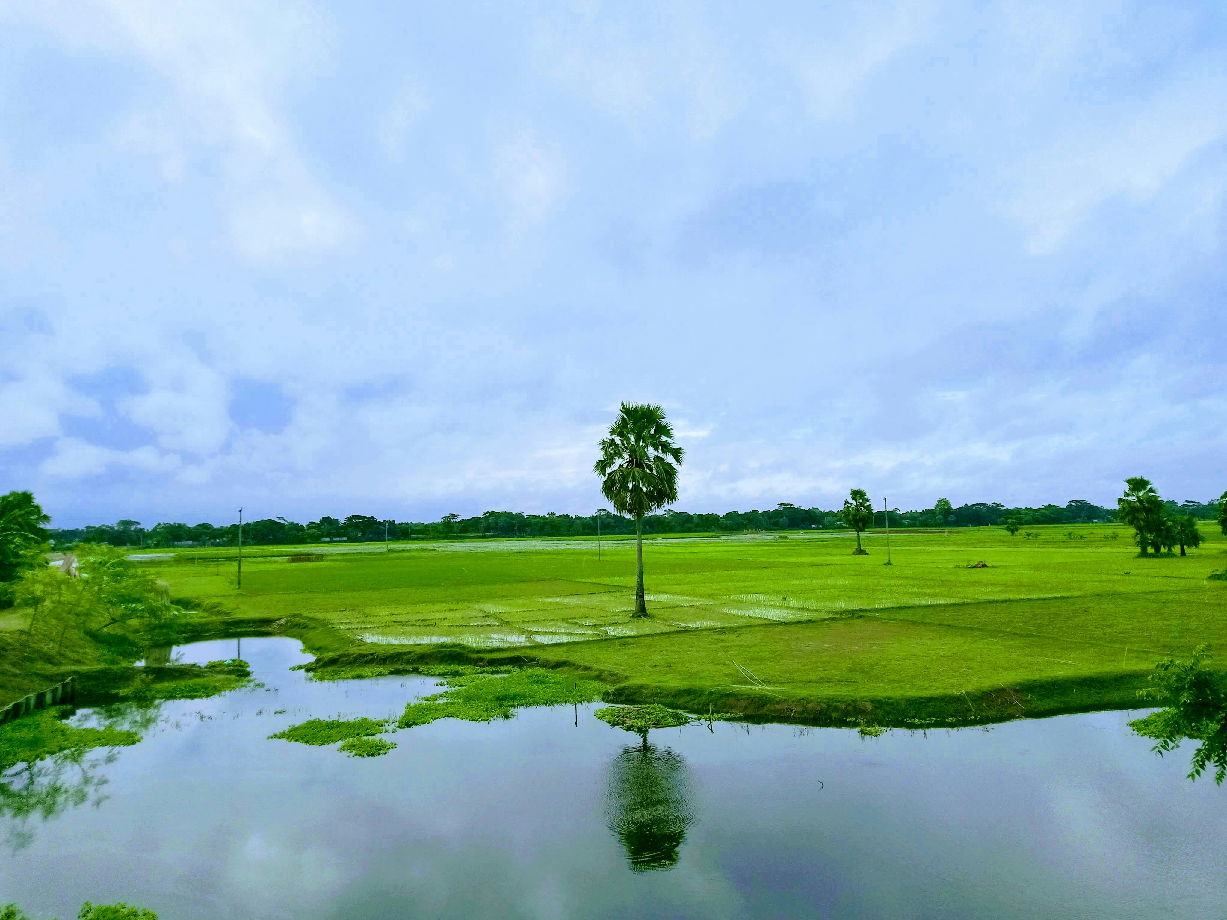 Green fields and water in Nagarkanda, Faridpur, Bangladesh