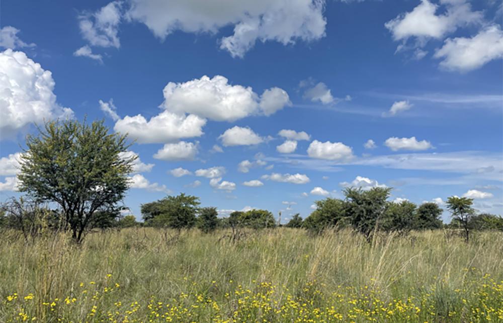 A photo of a field, trees and blue skies